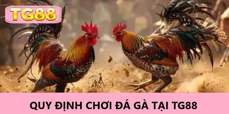 Những quy định cần biết khi tham gia đá gà TG88