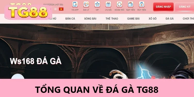 Cá cược đá gà tại TG88