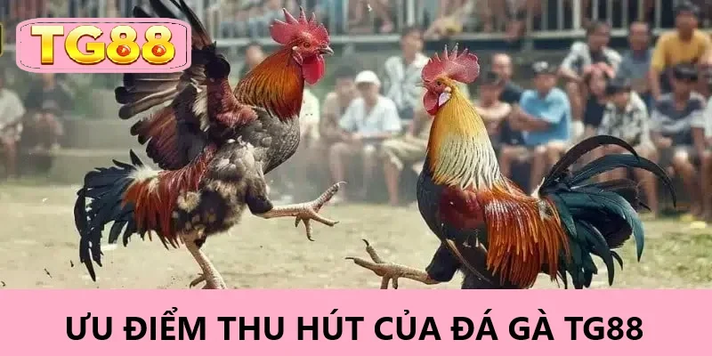 Những lợi ích khi tham gia đá gà tại hệ thống