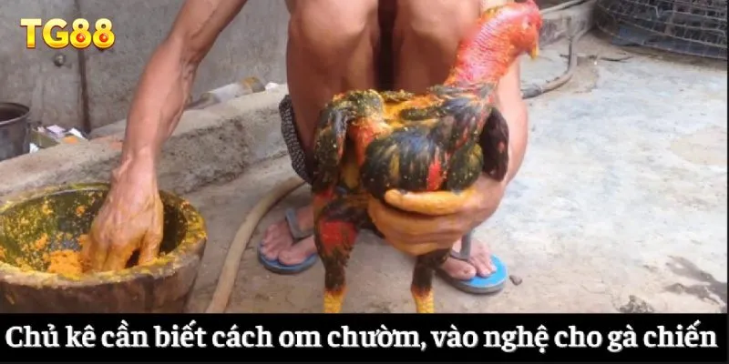 Chủ kê cần biết cách om chườm, vào nghệ cho gà chiến