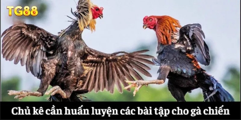 Chủ kê cần huấn luyện các bài tập cho gà chiến